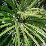 Agave felgeri JL
